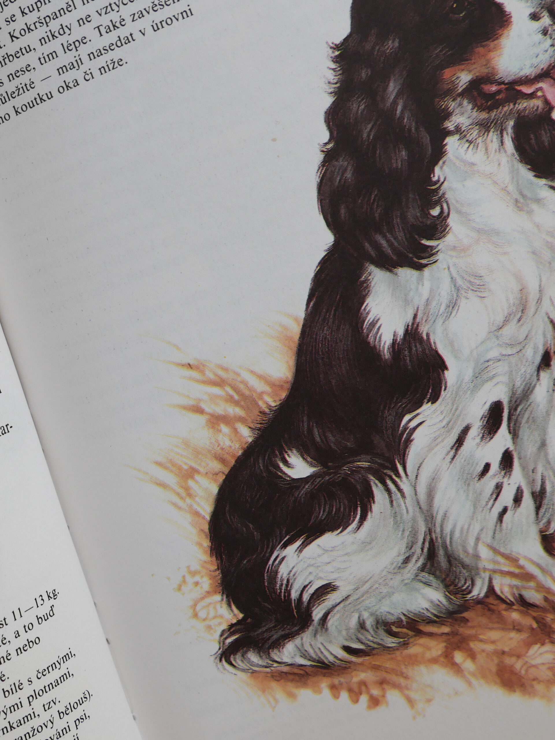 Czech dog encyclopedia - 画像 (4)