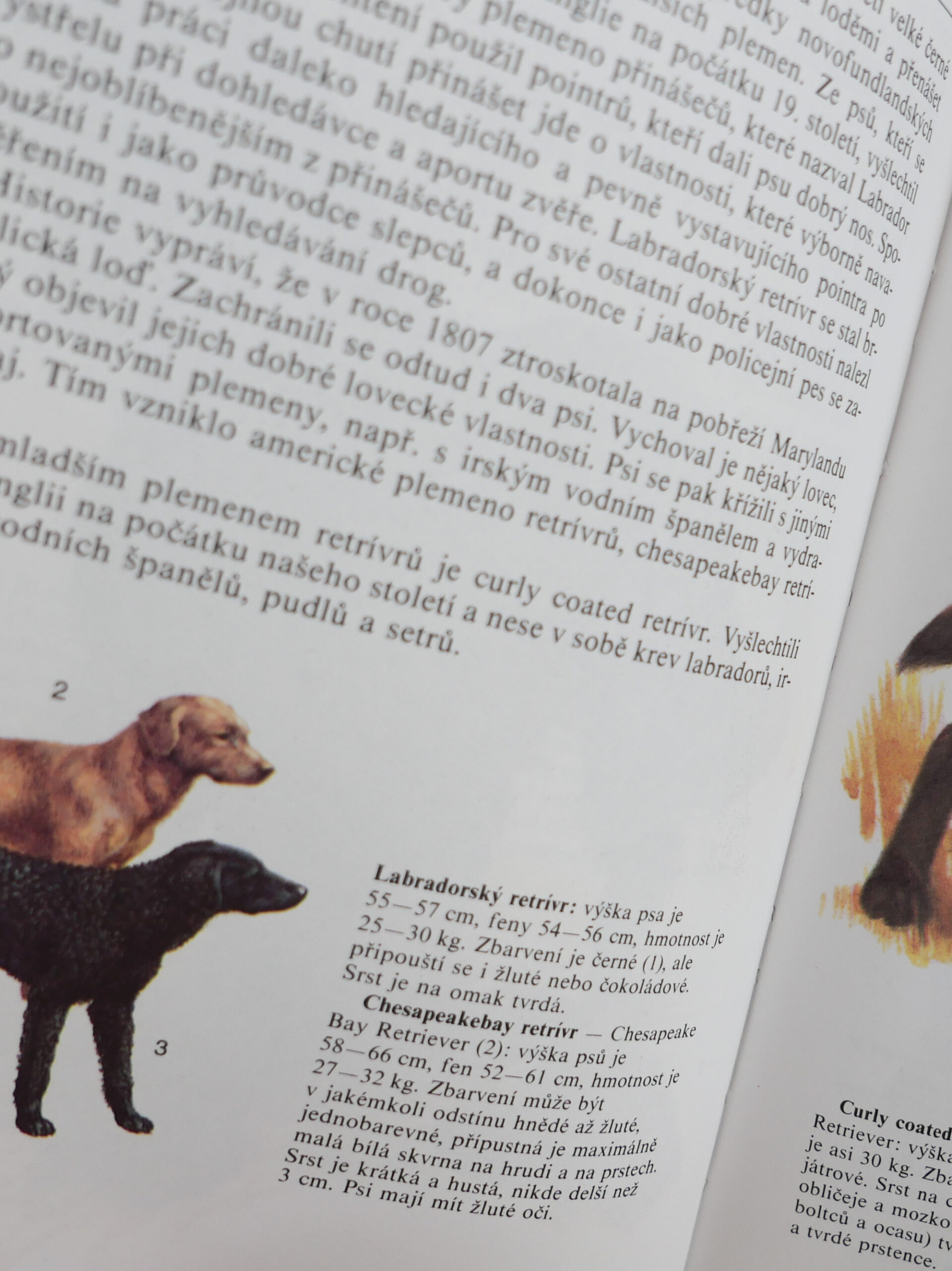 Czech dog encyclopedia - 画像 (5)