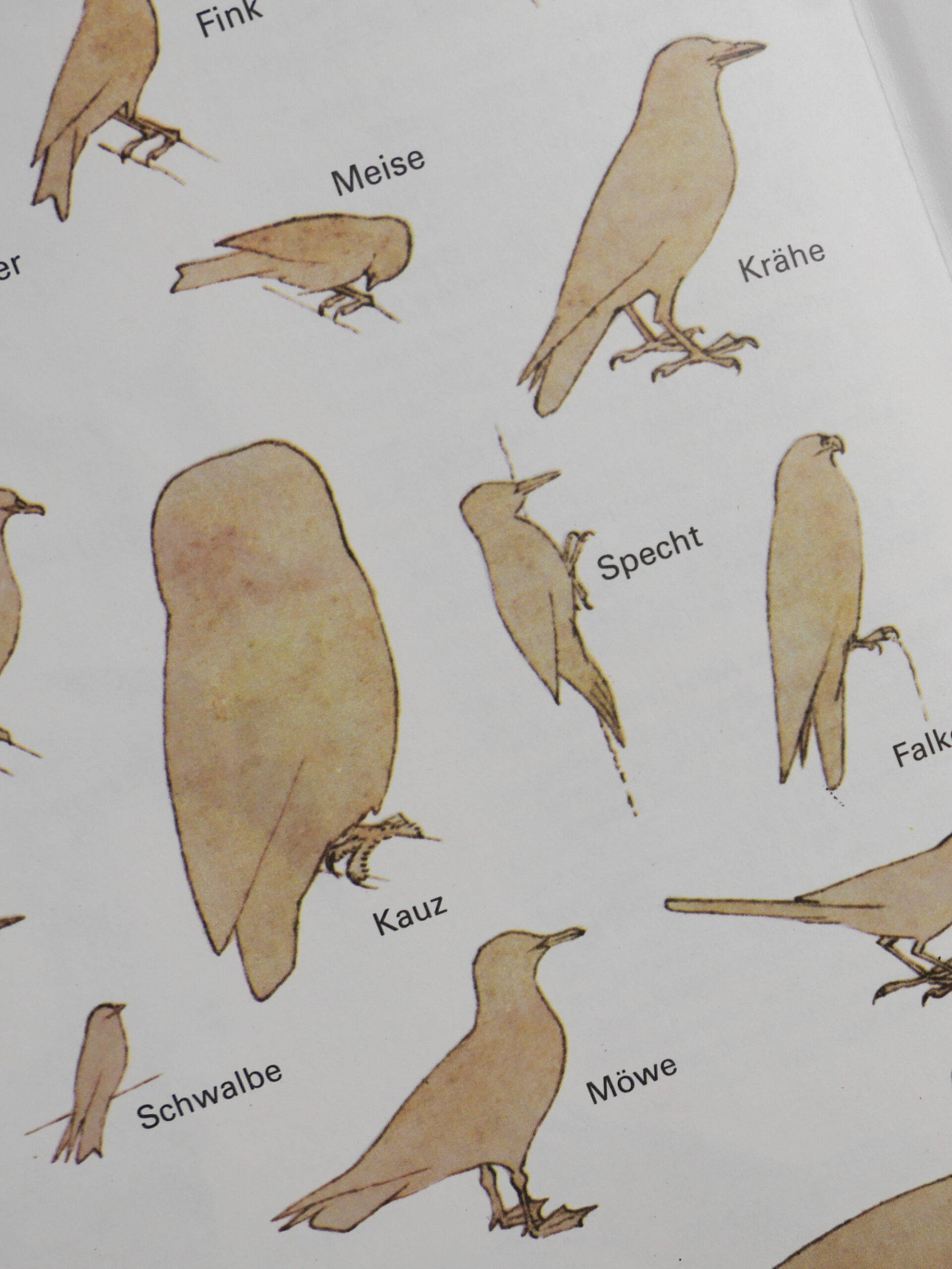 German bird encyclopedia - 画像 (3)