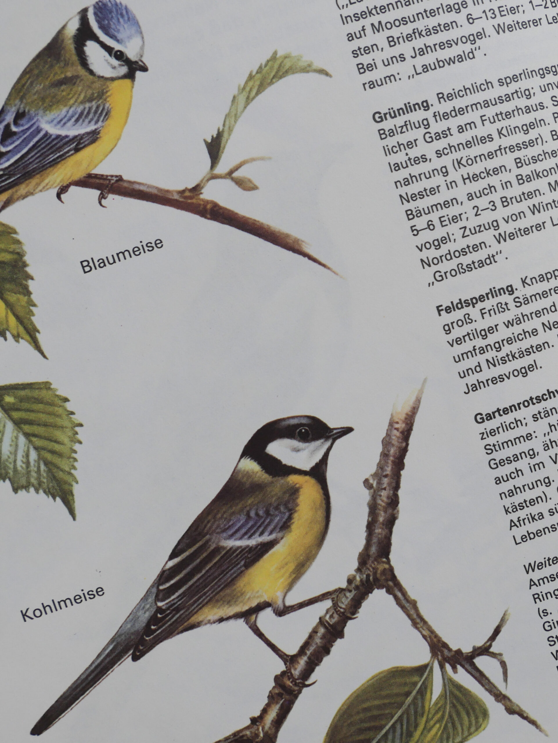 German bird encyclopedia - 画像 (4)