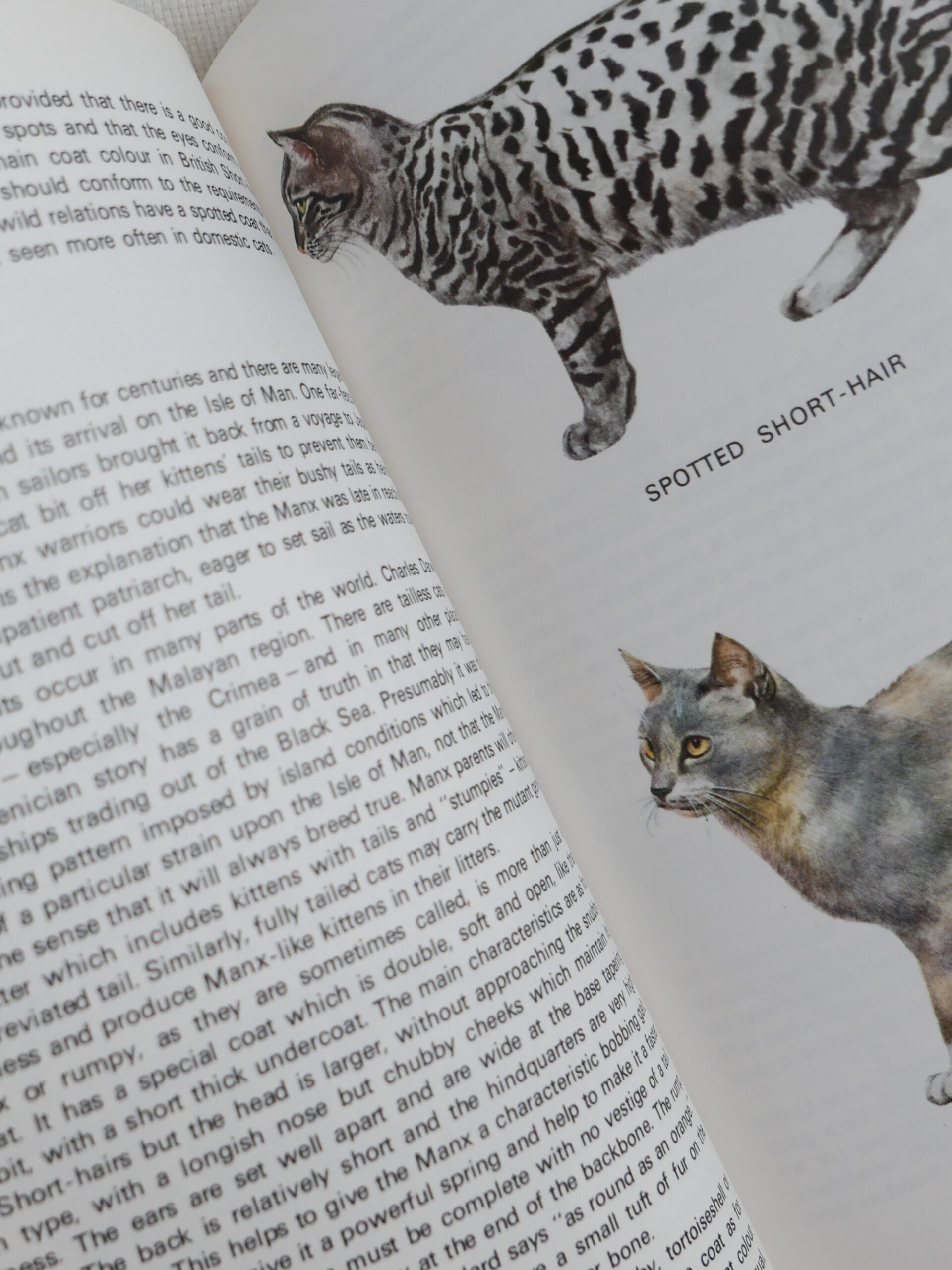 British cat encyclopedia - 画像 (3)