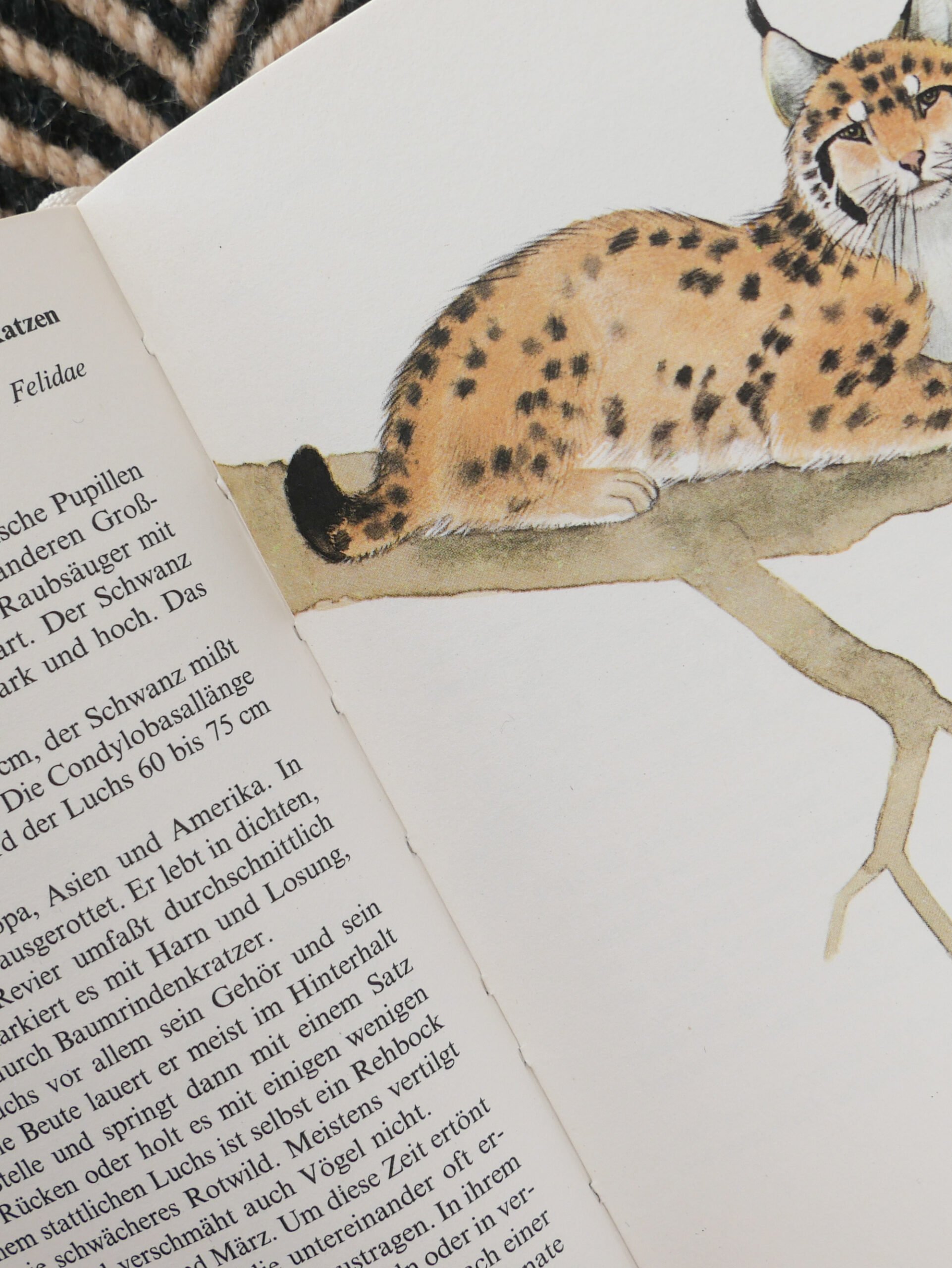 German mammal encyclopedia - 画像 (4)