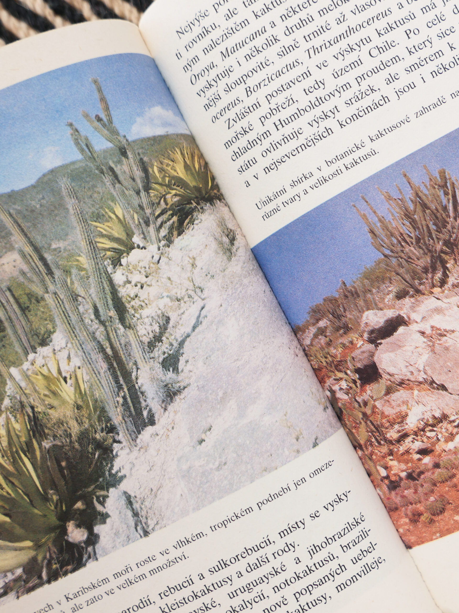 Czech succulent encyclopedia - 画像 (4)
