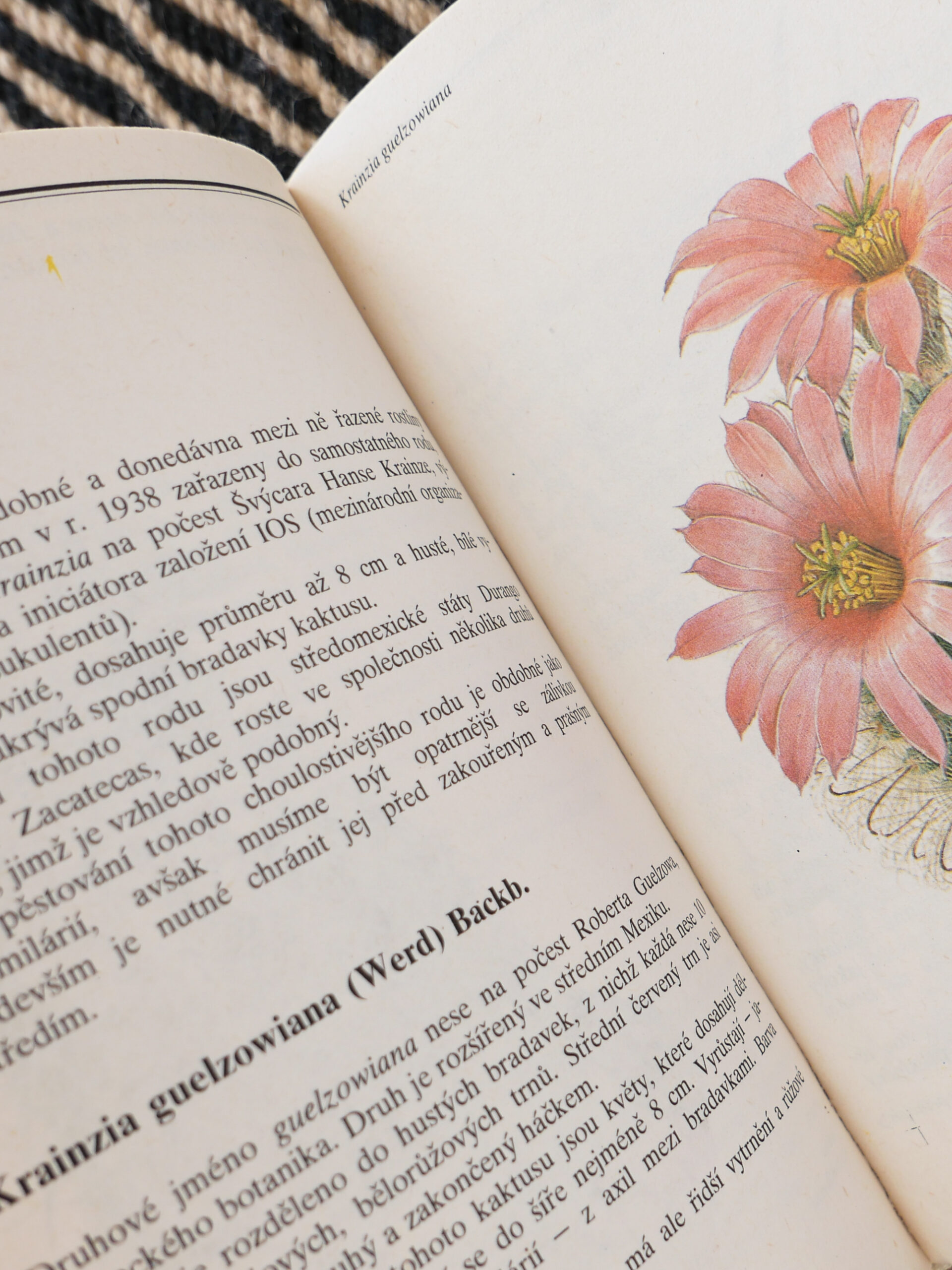 Czech succulent encyclopedia - 画像 (5)